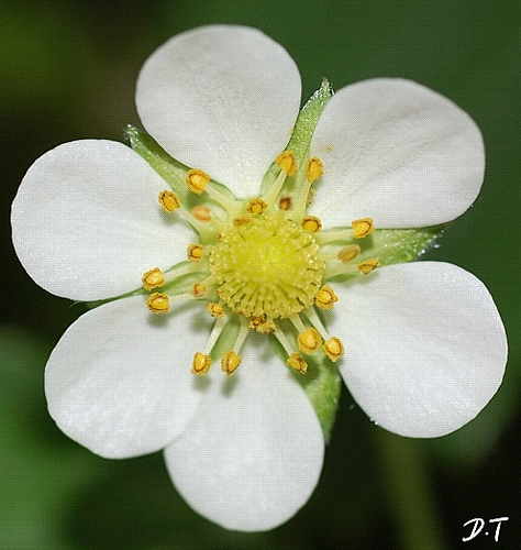 Fragaria Ananassa
